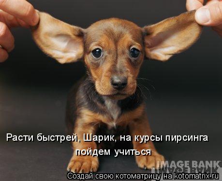 Котоматрица: Расти быстрей, Шарик, на курсы пирсинга  пойдем учиться