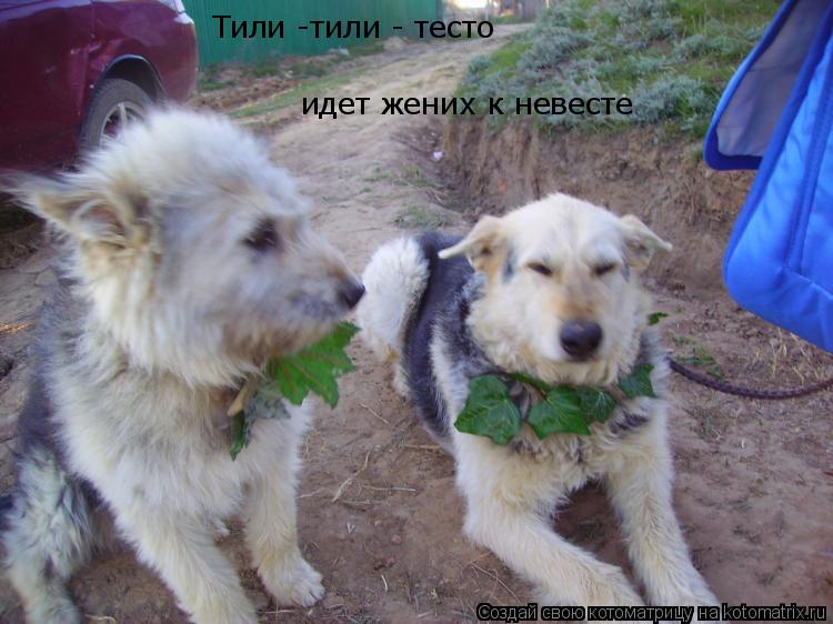 Тили -тили - тесто идет жених к невесте... Котоматрица: Тили -тили - тесто идет жених к невесте