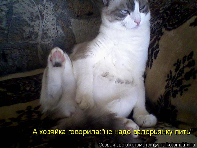 А хозяйка говорила:"не надо валерьянку пить"... Котоматрица: А хозяйка говорила:"не надо валерьянку пить"