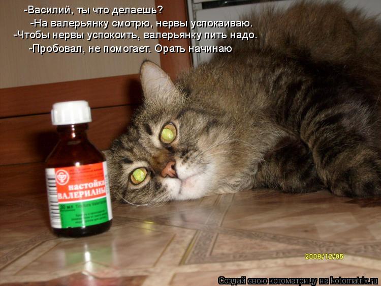 -Василий, ты что делаешь? -На валерьянку смотрю, нервы успокаиваю. -Чтобы нервы успокоить, валерьянку... Котоматрица: -Василий, ты что делаешь? -На валерьянку смотрю, нервы успокаиваю. -Чтобы нервы успокоить, валерьянку пить надо. -Пробовал, не помогает. Орать