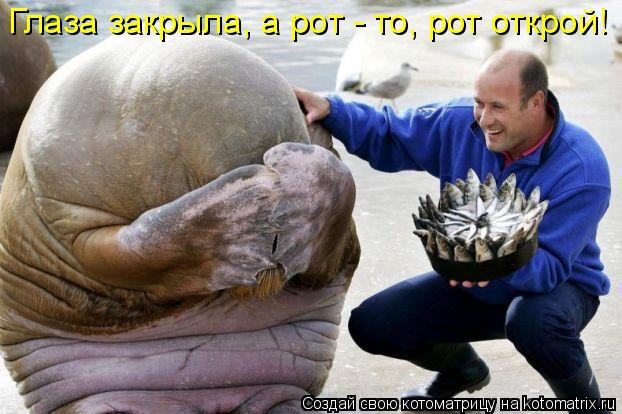 Глаза закрыла, а рот - то, рот открой!... Котоматрица: Глаза закрыла, а рот - то, рот открой!