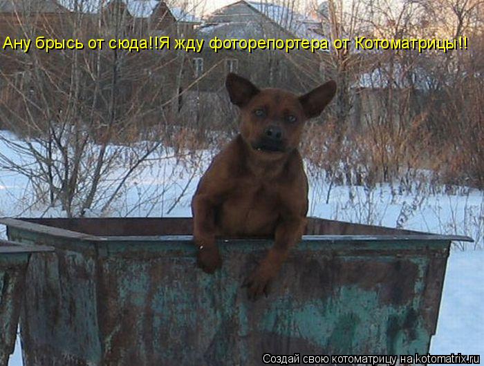 Ану брысь от сюда!!Я жду фоторепортера от Котоматрицы!!... Котоматрица: Ану брысь от сюда!!Я жду фоторепортера от Котоматрицы!!