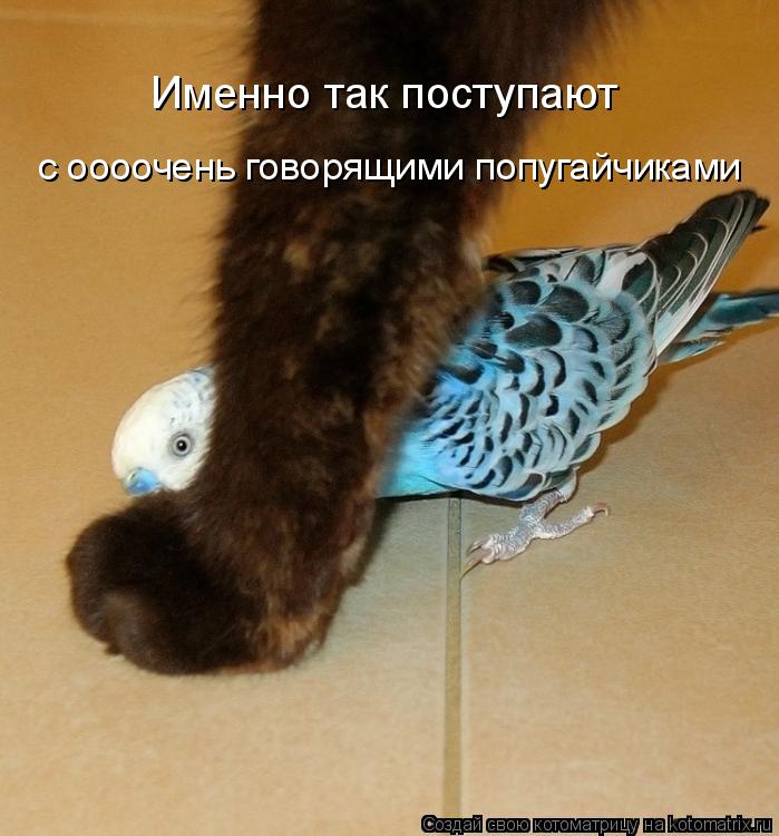 Именно так поступают с оооочень говорящими попугайчиками... Котоматрица: Именно так поступают с оооочень говорящими попугайчиками