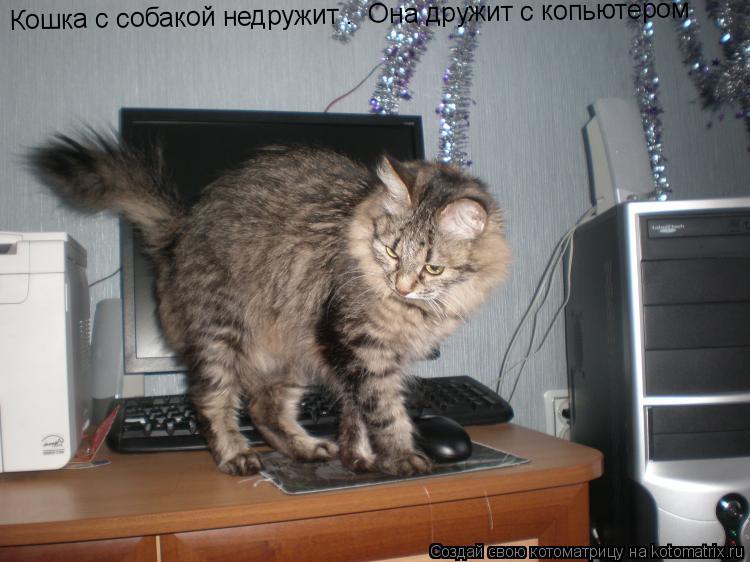 Котоматрица: Кошка с собакой недружит .  Она дружит с копьютером
