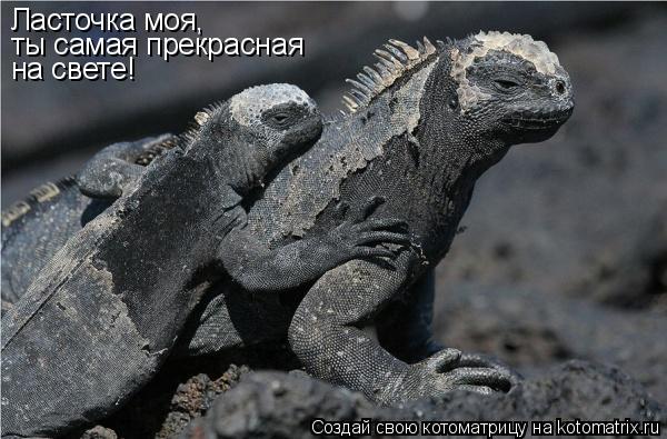 Котоматрица: Ласточка моя, ты самая прекрасная на свете!