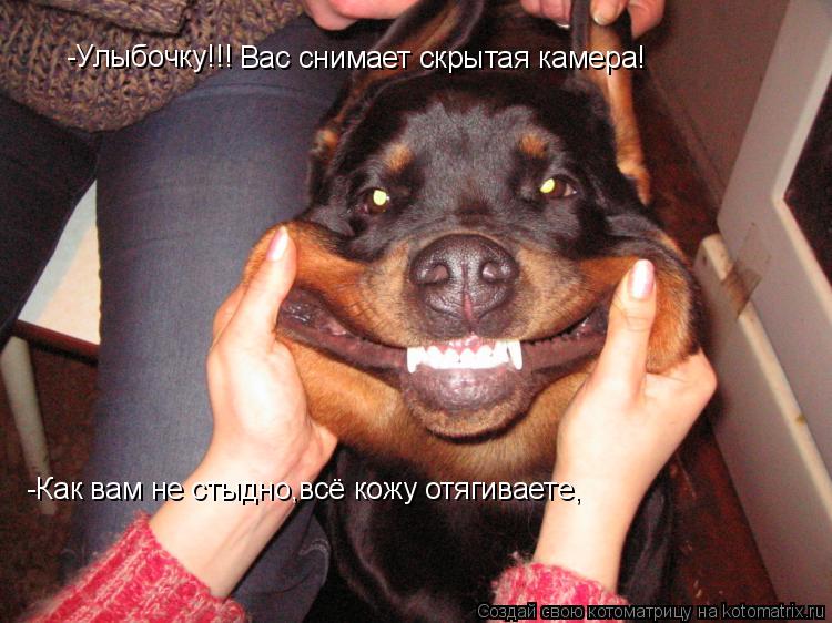 Котоматрица: -Улыбочку!!! -Улыбочку!!! Вас снимает скрытая камера! -Как вам не стыдно,всё кожу отягиваете,