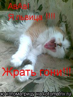 Котоматрица: АвАв! Я львица !!!! Жрать гони!!!