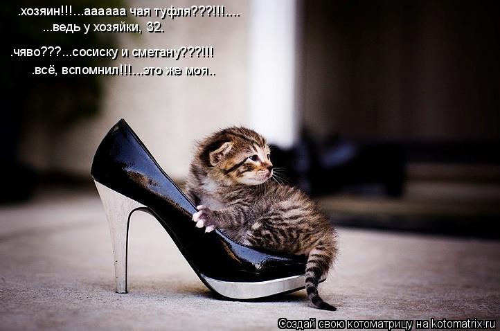 Котоматрица: …хозяин!!!...аааааа чая туфля???!!!.... ...ведь у хозяйки, 32… …чяво???...сосиску и сметану???!!! …всё, вспомнил!!!...это же моя….