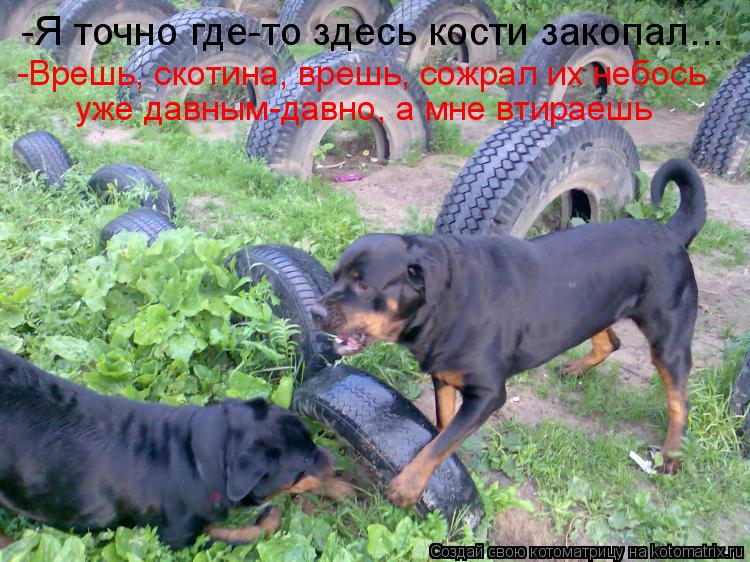 Котоматрица: -Я точно где-то здесь кости закопал... -Врешь, скотина, врешь, сожрал их небось уже давным-давно, а мне втираешь