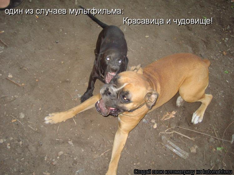 Котоматрица: один из случаев мультфильма: Красавица и чудовище!