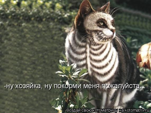 Котоматрица: -ну хозяйка, ну покорми меня пожалуйста...