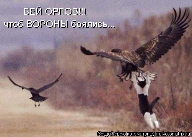 Котоматрица: БЕЙ ОРЛОВ!!! чтоб ВОРОНЫ боялись...