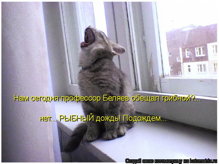 Котоматрица: Нам сегодня профессор Беляев обещал грибной?... нет... РЫБНЫЙ дождь! Подождем...