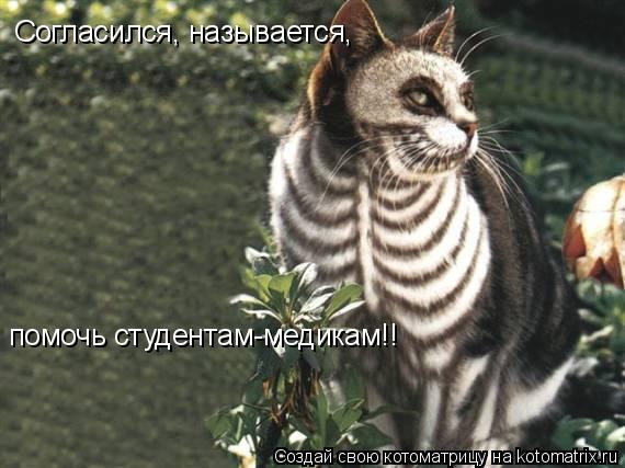 Котоматрица: Согласился, называется, помочь студентам-медикам!!