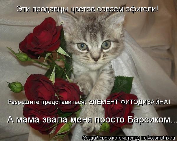 Котоматрица: Эти продавцы цветов совсем офигели! Разрешите представиться: ЭЛЕМЕНТ ФИТОДИЗАЙНА! А мама звала меня просто Барсиком...