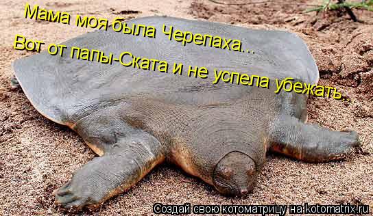 Котоматрица: Мама моя была Черепаха...  Вот от папы-Ската и не успела убежать...