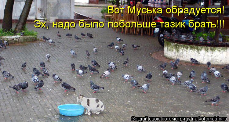 Вот Муська обрадуется! Эх, надо было побольше тазик брать!!!... Котоматрица: Вот Муська обрадуется! Эх, надо было побольше тазик брать!!!