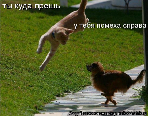 ты куда прешь у тебя помеха справа... Котоматрица: ты куда прешь у тебя помеха справа