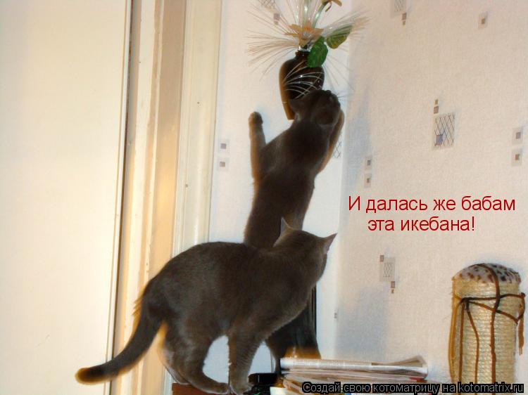 И далась же бабам эта икебана!... Котоматрица: И далась же бабам эта икебана!