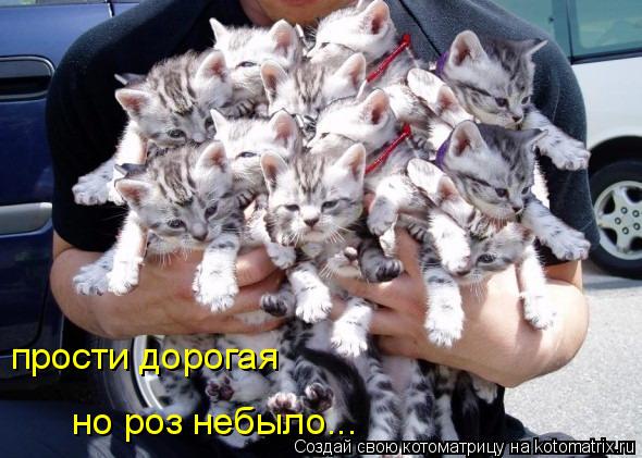 прости дорогая но роз небыло...... Котоматрица: прости дорогая но роз небыло...