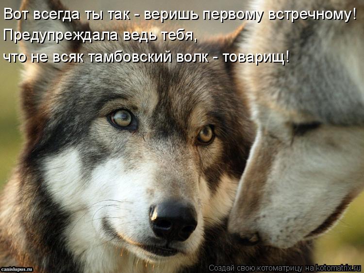 Вот всегда ты так - веришь первому встречному! Предупреждала ведь тебя, что не всяк тамбовский волк -... Котоматрица: Вот всегда ты так - веришь первому встречному! Предупреждала ведь тебя, что не всяк тамбовский волк - товарищ!