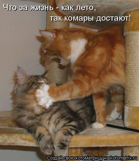 Что за жизнь - как лето, так комары достают!... Котоматрица: Что за жизнь - как лето, так комары достают!