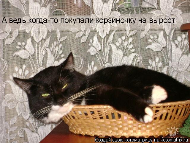 А ведь когда-то покупали корзиночку на вырост... Котоматрица: А ведь когда-то покупали корзиночку на вырост