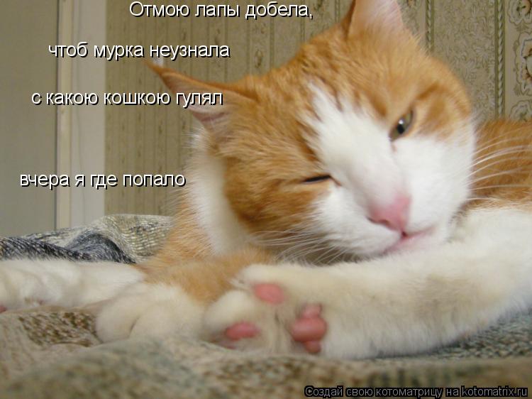 Отмою лапы добела, чтоб мурка неузнала с какою кошкою гулял вчера я где попало... Котоматрица: Отмою лапы добела, чтоб мурка неузнала с какою кошкою гулял вчера я где попало
