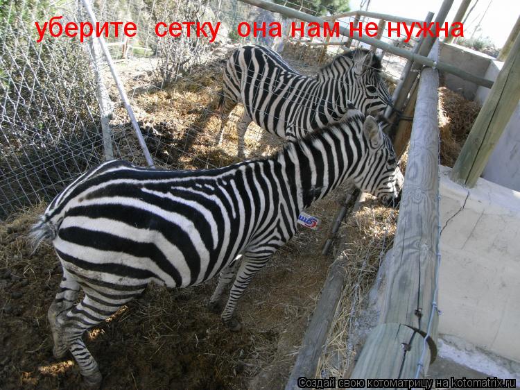 уберите сетку она нам не нужна... Котоматрица: уберите сетку она нам не нужна