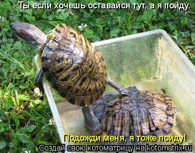 Ты если хочешь оставайся тут, а я пойду. Подожди меня, я тоже пойду!... Котоматрица: Ты если хочешь оставайся тут, а я пойду. Подожди меня, я тоже пойду!
