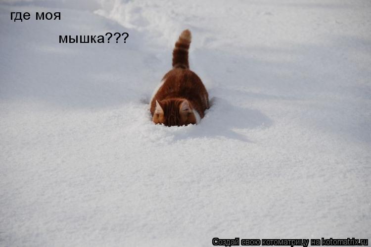 где моя мышка???... Котоматрица: где моя мышка???
