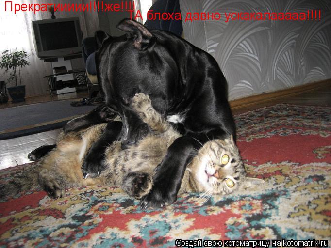 Прекратиииии!!!!же!!!! ТА блоха давно ускакалааааа!!!!... Котоматрица: Прекратиииии!!!!же!!!! ТА блоха давно ускакалааааа!!!!