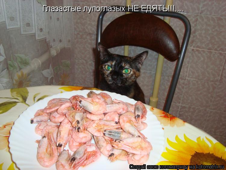 Глазастые лупоглазых НЕ ЕДЯТЬ!!!....... Котоматрица: Глазастые лупоглазых НЕ ЕДЯТЬ!!!....