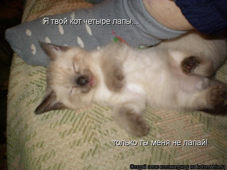 Я твой кот четыре лапы... только ты меня не лапай!... Котоматрица: Я твой кот четыре лапы... только ты меня не лапай!
