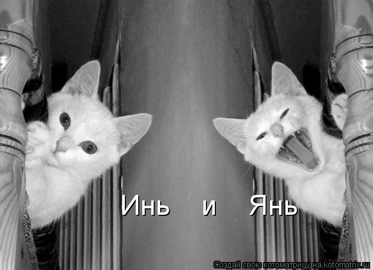Инь и Янь... Котоматрица: Инь и Янь