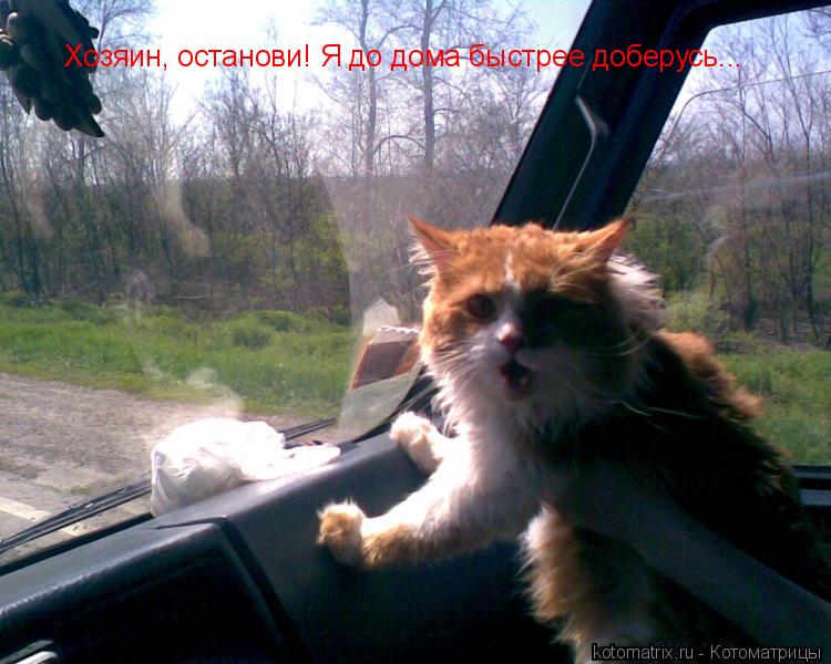 Хозяин, останови! Я до дома быстрее доберусь...... Котоматрица: Хозяин, останови! Я до дома быстрее доберусь...