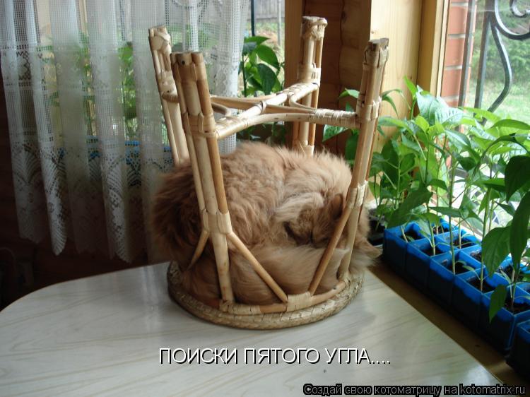 Котоматрица: ПОИСКИ ПЯТОГО УГЛА....