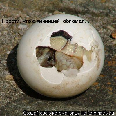 Котоматрица: Прости, что с яичницей  обломал...
