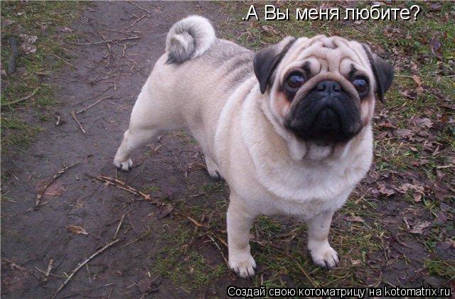 Котоматрица: .А Вы меня любите?