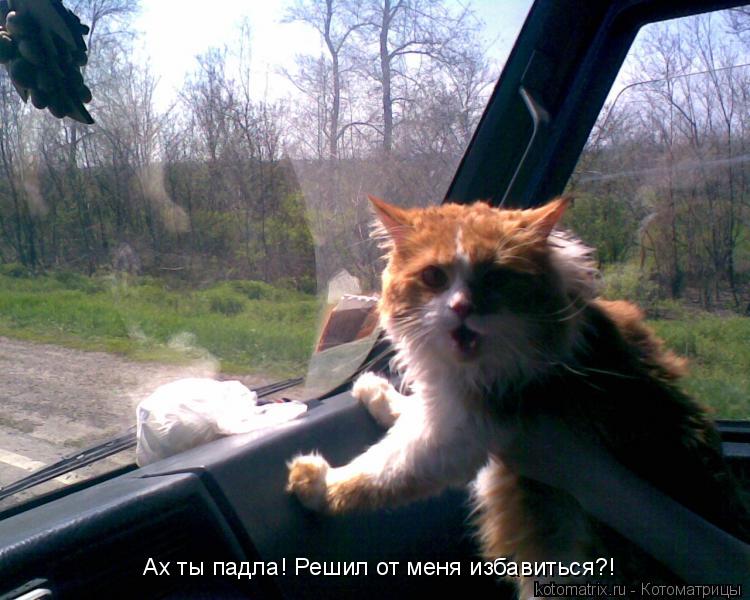 Котоматрица: Ах ты падла! Решил от меня избавиться?!