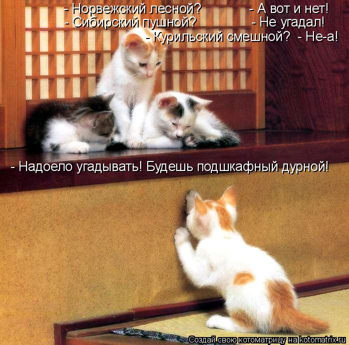Котоматрица: - Норвежский лесной?             - А вот и нет! - Сибирский пушной?               - Не угадал! - Курильский смешной?  - Не-а! - Надоело угадывать! Буд
