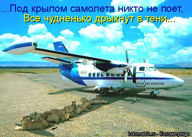 ...Под крылом самолета никто не поет, Все чудненько дрыхнут в тени...... Котоматрица: ...Под крылом самолета никто не поет, Все чудненько дрыхнут в тени...