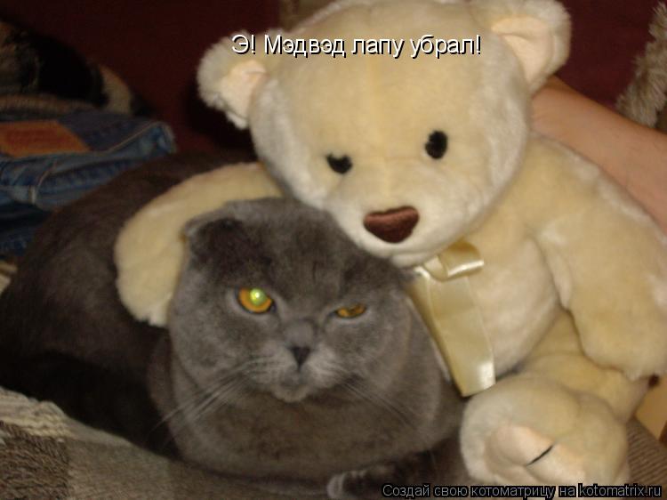 Котоматрица: Э! Мэдвэд лапу убрал!