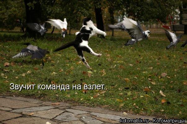 Котоматрица: Звучит команда на взлет..