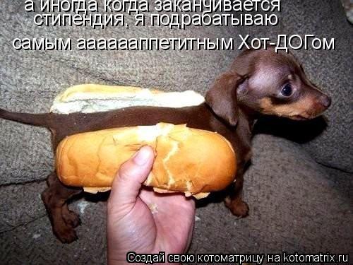 Котоматрица: самым ааааааппетитным Хот-ДОГом  а иногда когда заканчивается  стипендия, я подрабатываю