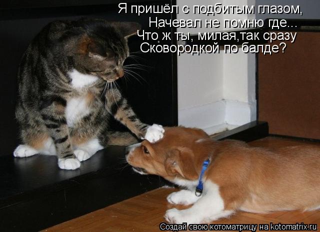 Котоматрица: Я пришёл с подбитым глазом, Начевал не помню где... Что ж ты, милая,так сразу Сковородкой по балде?