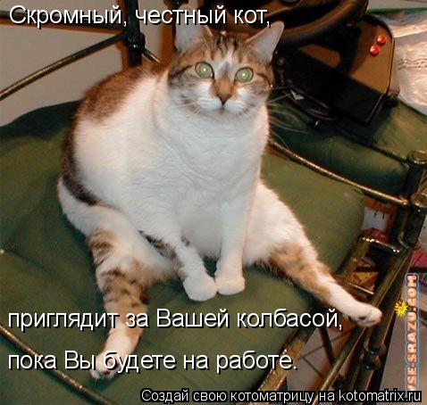 Котоматрица: Скромный, честный кот,  приглядит за Вашей колбасой,  пока Вы будете на работе.