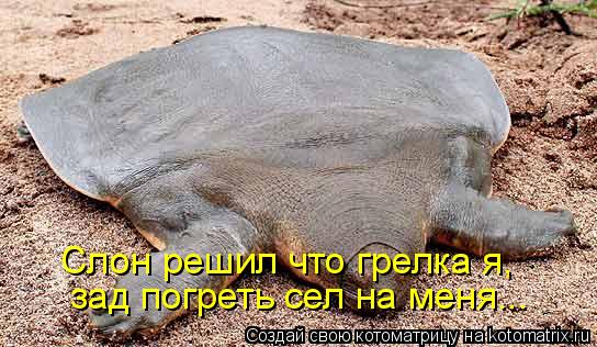 Котоматрица: Слон решил что грелка я, зад погреть сел на меня...