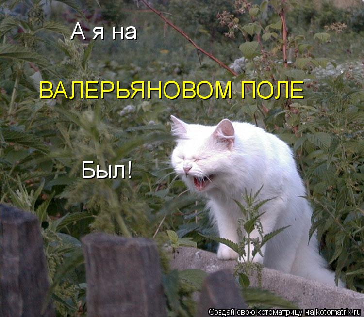 Котоматрица: А я на ВАЛЕРЬЯНОВОМ ПОЛЕ Был!