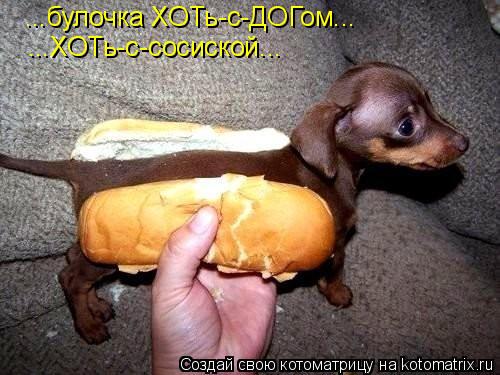 Котоматрица: ...булочка ХОТь-с-ДОГом... ...ХОТь-с-сосиской...